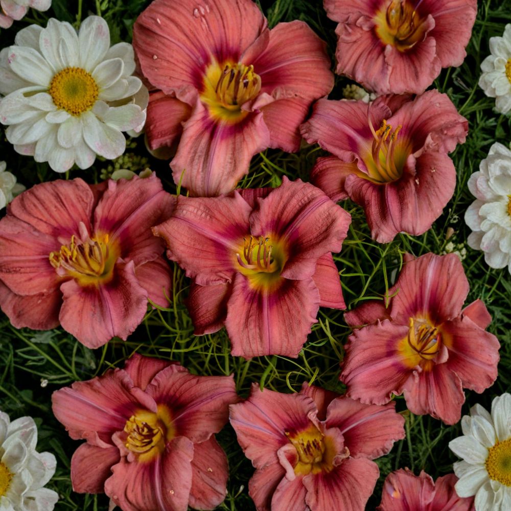Hemerocallis 'Rosy Returns' Daylily – 3 Bare Root Plants | Fragrant Everblooming Pink Perennial