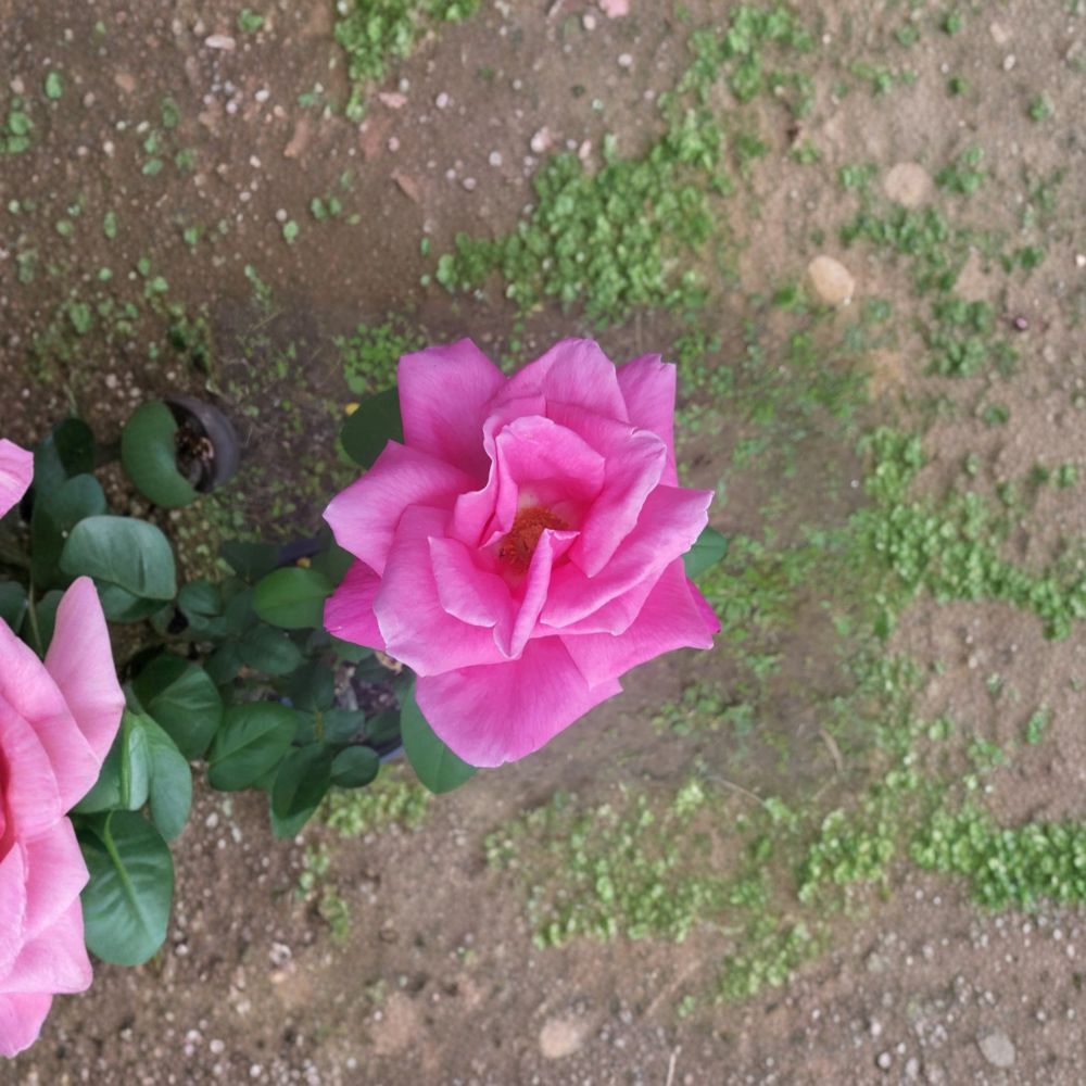 Perfume Delight Hybrid Tea Rose - Pink Live Bush Plant | 1 Gallon | Fragrant Garden Rose