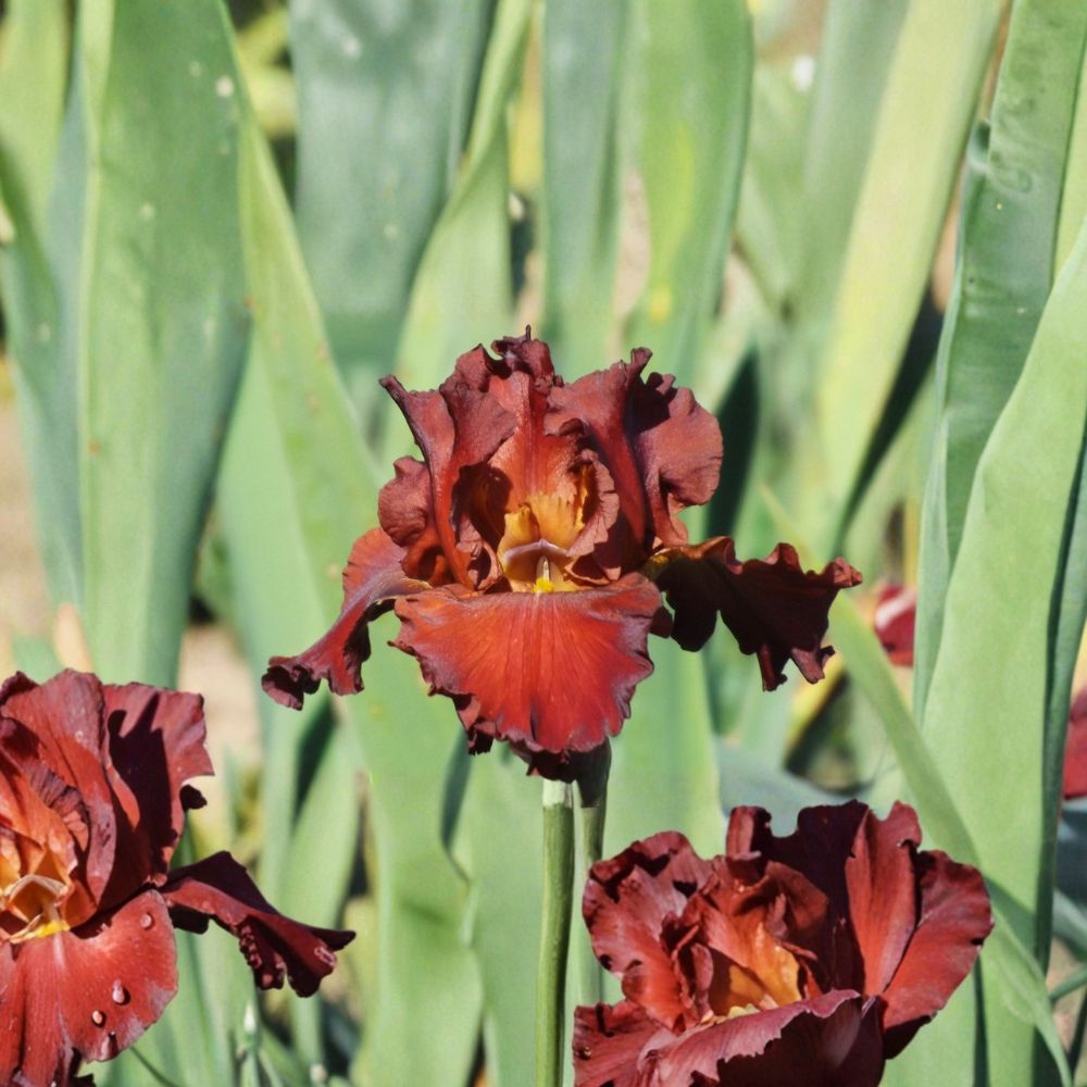 Lest We Forget Bearded Iris – 3 Pack #1 Grade Rhizomes | Reblooming Red Iris Perennial