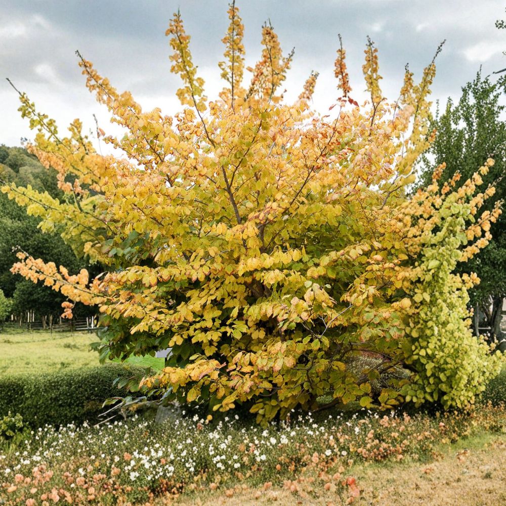 Hamamelis mollis 'Goldcrest' Witch Hazel Live Plant - 10 Inch, 1 Year Graft, Winter Flowering Shrub