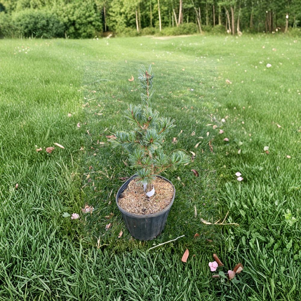 Pinus parviflora 'Adcock’s Dwarf' – Japanese White Pine Live Plant in 1 Gallon Pot