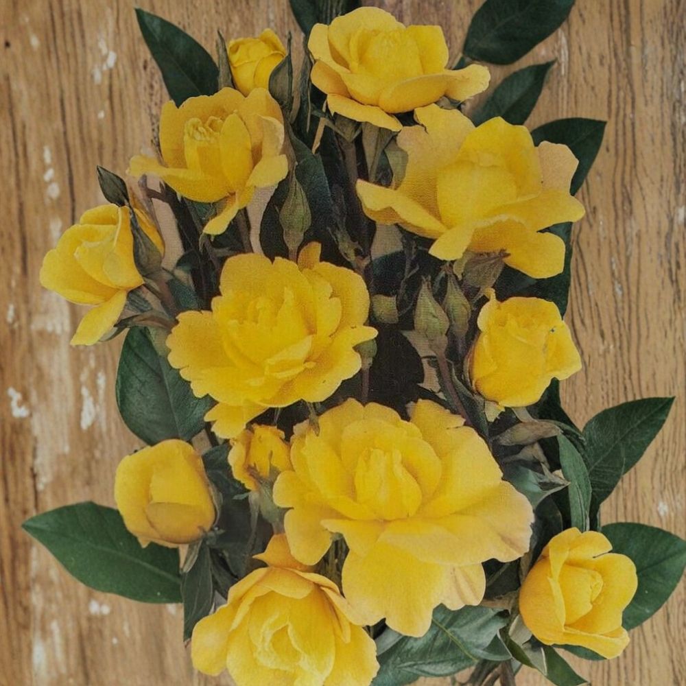 Climbing Golden Shower Rose – Daffodil Yellow Live Bush Plant | 1 Gallon Size