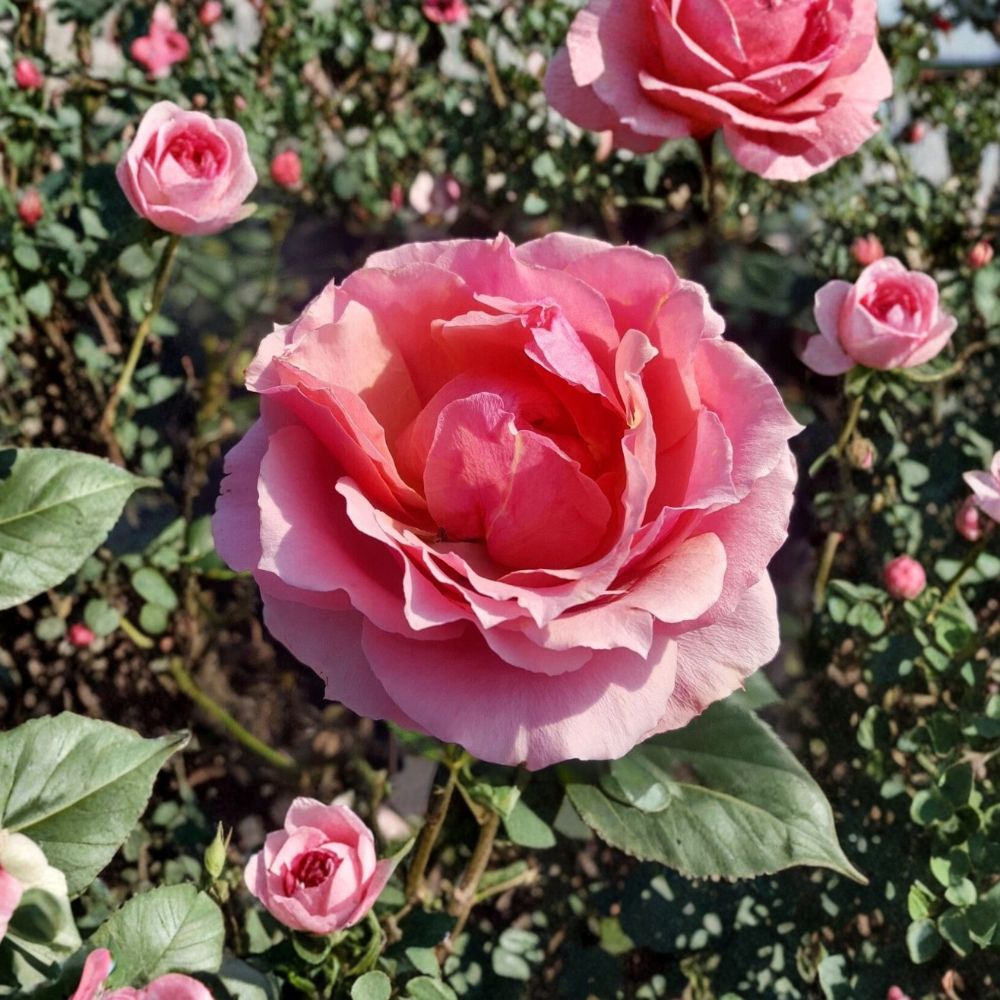 Princesse de Monaco Grandiflora Rose - Pink Bicolor Live Bush Plant 3 Gallon