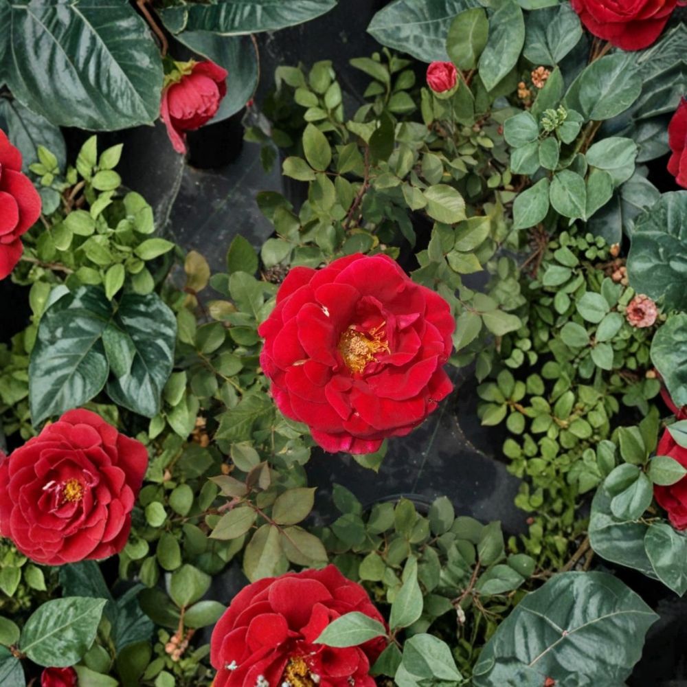 Mr. Lincoln Red Hybrid Tea Rose Live Plant - 5 Gallon | Deep Red Fragrant Rose Bush