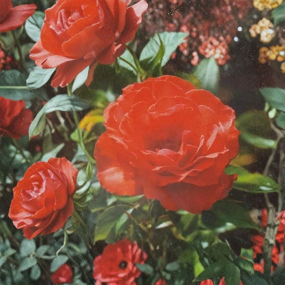 Impatient Floribunda Rose – Rosa hybrida Live 5 Gallon Plant with Orange Red Flowers