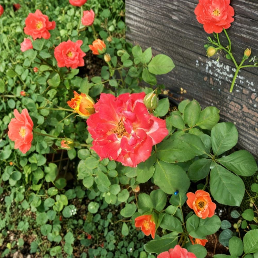 Pinata Rose Live Bush Plant 5 Gallon | Rooted Rose for Garden & Landscape