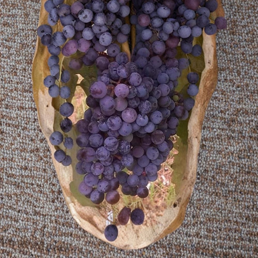 Zinfandel Wine Grape Vine – Vitis vinifera Live Plant | 3 Gallon | Self-Fertile Wine Grape