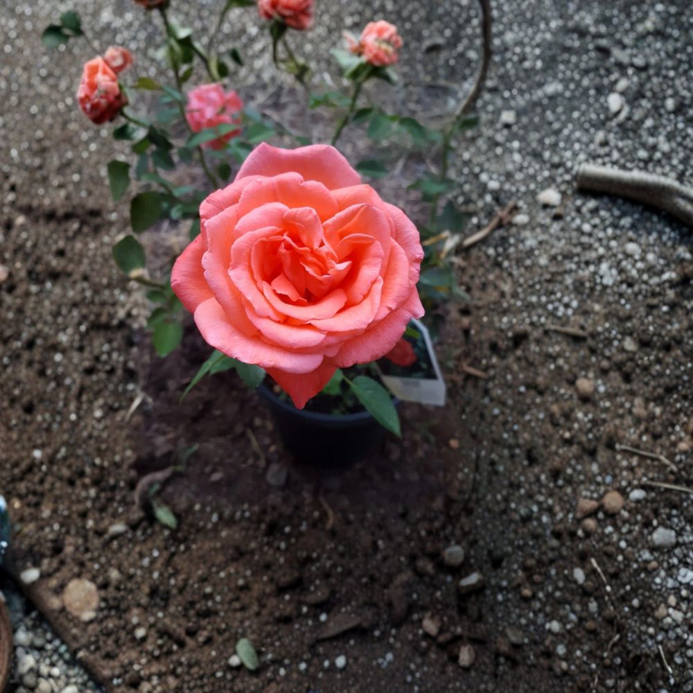 Tropicana Hybrid Tea Rose Live Plant | 3 Gallon | Vibrant Orange Fragrant Blooms