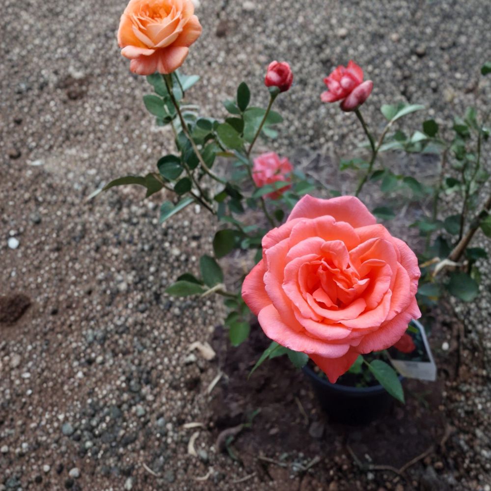 Tropicana Hybrid Tea Rose Live Plant | 1 Gallon | Vibrant Orange Blooms | Fragrant & Easy to Grow