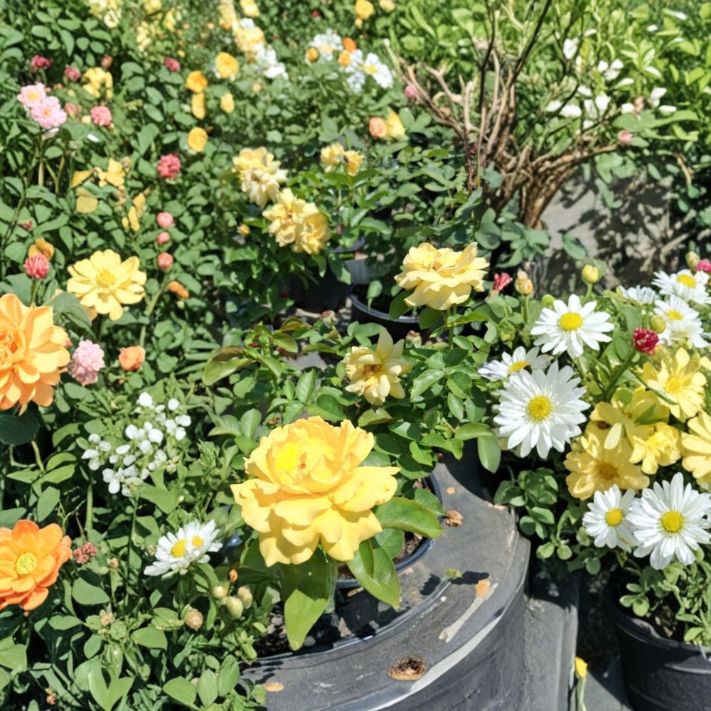 Julia Child Butter Gold Rose Live Plant | 1 Gallon | Award-Winning Golden Yellow Floribunda
