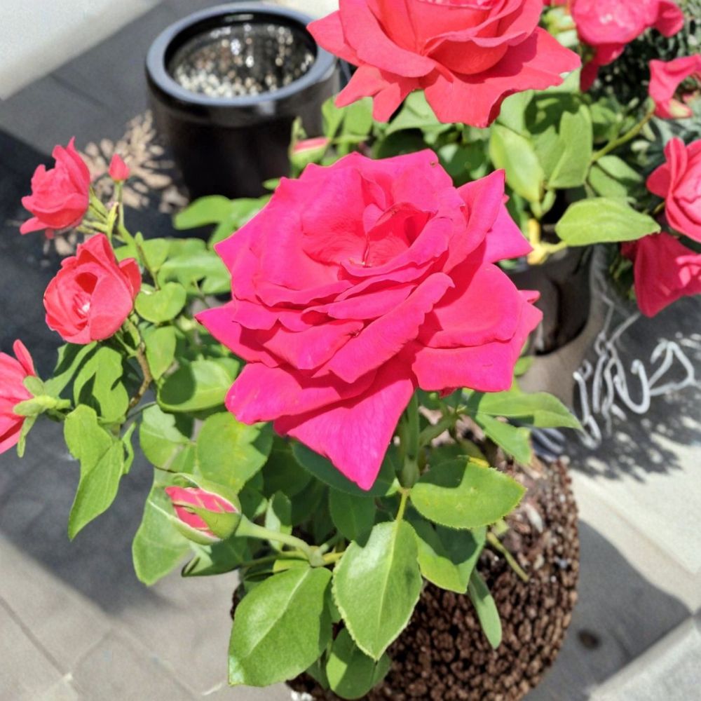 Voluptuous Hybrid Tea Rose Live Plant - 3 Gallon Deep Pink Fuchsia Blooms