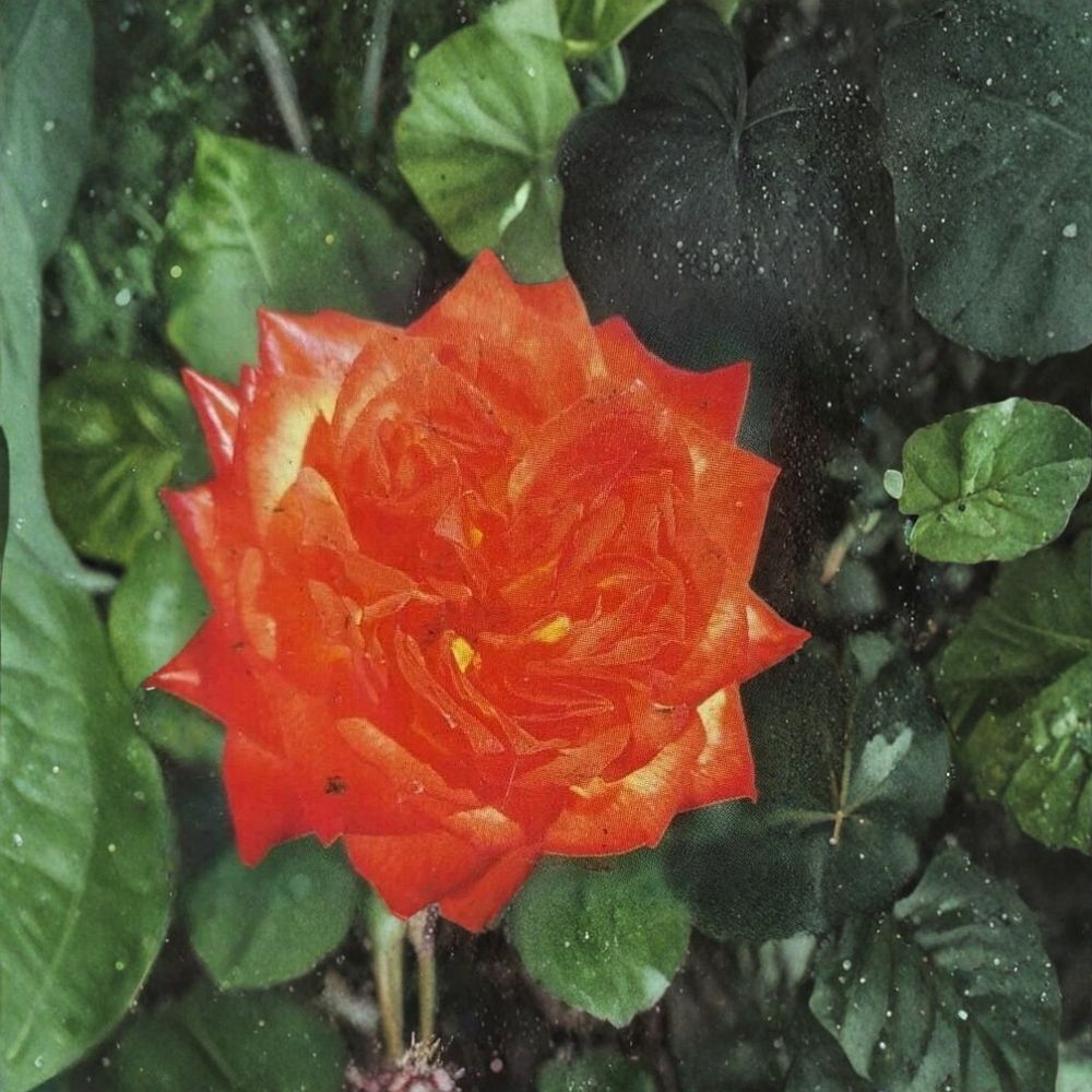 Charisma Floribunda Rose – Live 5 Gallon Rose Bush with Red Orange Yellow Blooms