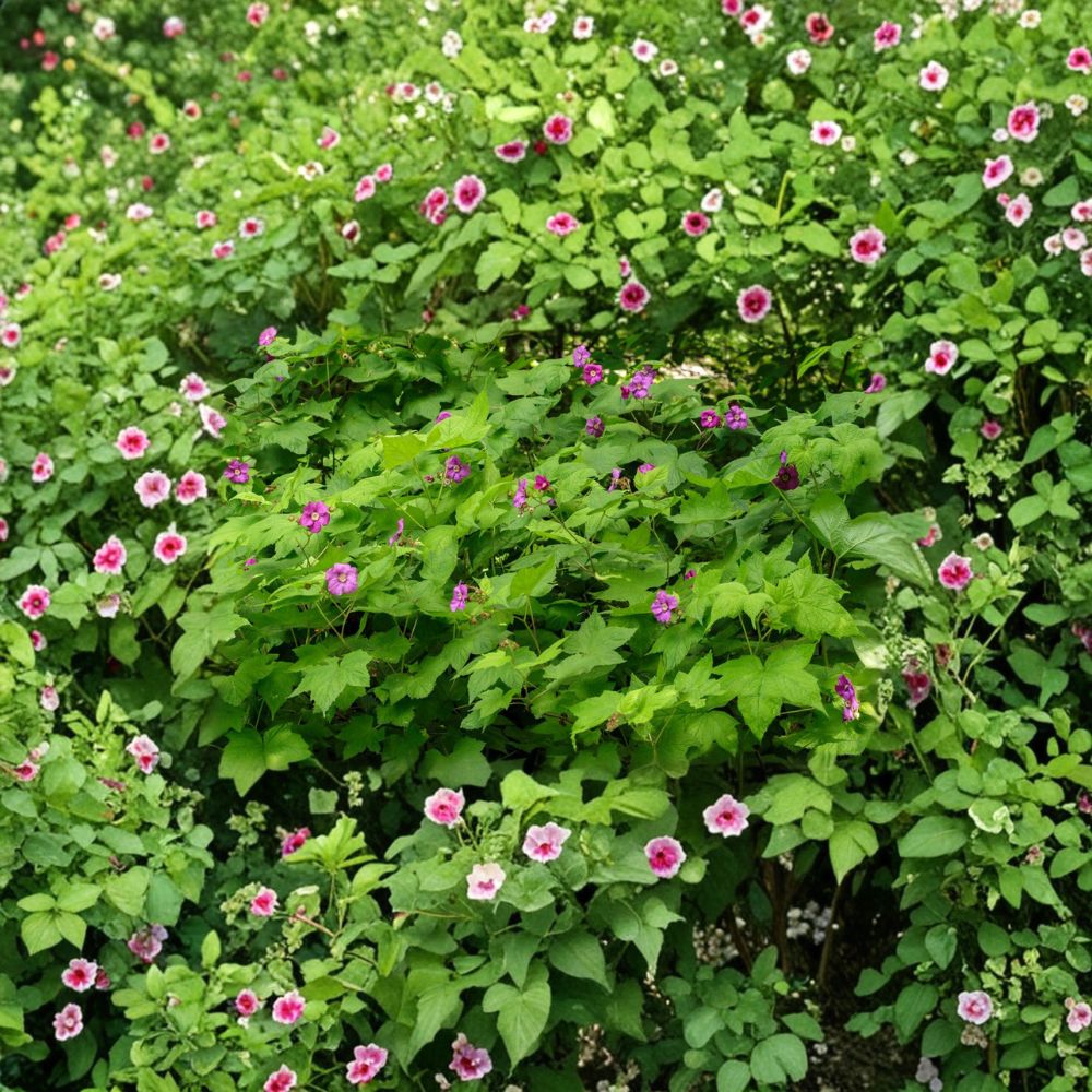Purple Flowering Raspberry Thornless Live Plant | Ornamental Edible Shrub Zones 4-7