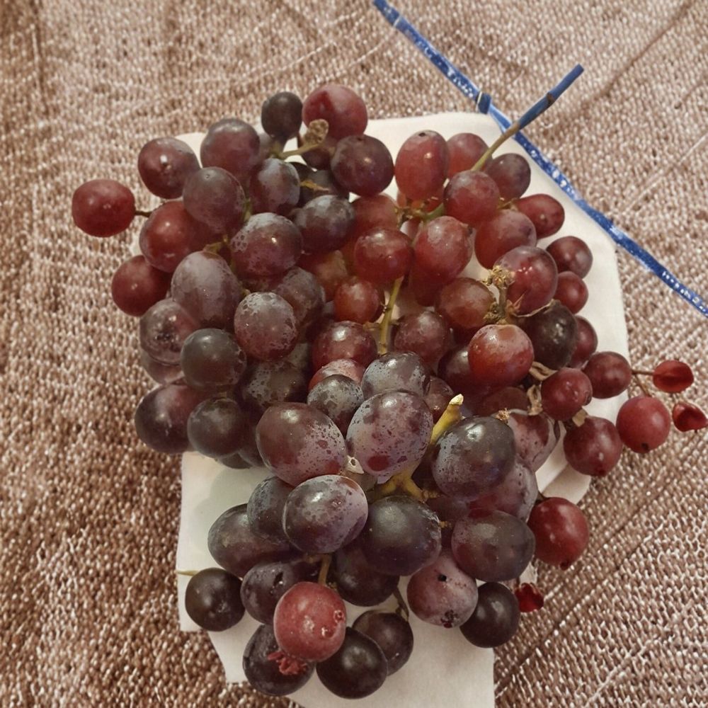 Vanessa Red Seedless Grape Vine – Live 2 Gallon Fruit Plant | Self-Fertile Seedless Grapes for Home Garden