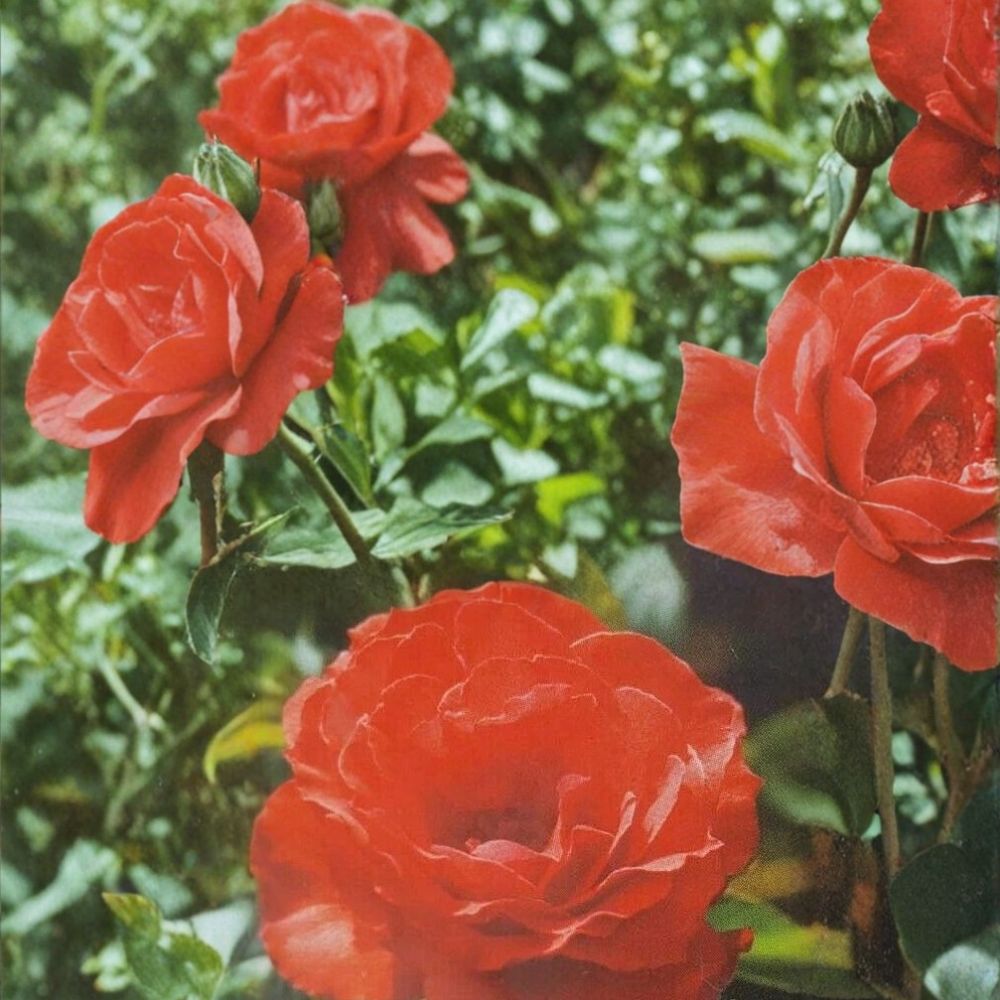 Impatient Floribunda Rose – 5 Gallon Live Rose Bush with Orange Red Blooms