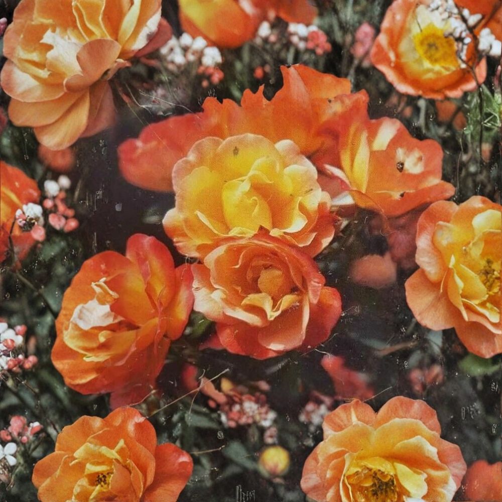 Climbing Pinata Rose – Live Climbing Rose Plant with Yellow Vermilion Blooms | 3 Gallon