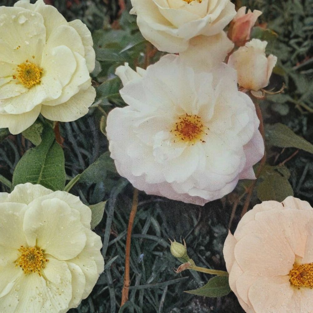 Iceberg Floribunda Rose – Pure White 2 Gallon Live Bush Plant | Continuous Blooming Rose Shrub