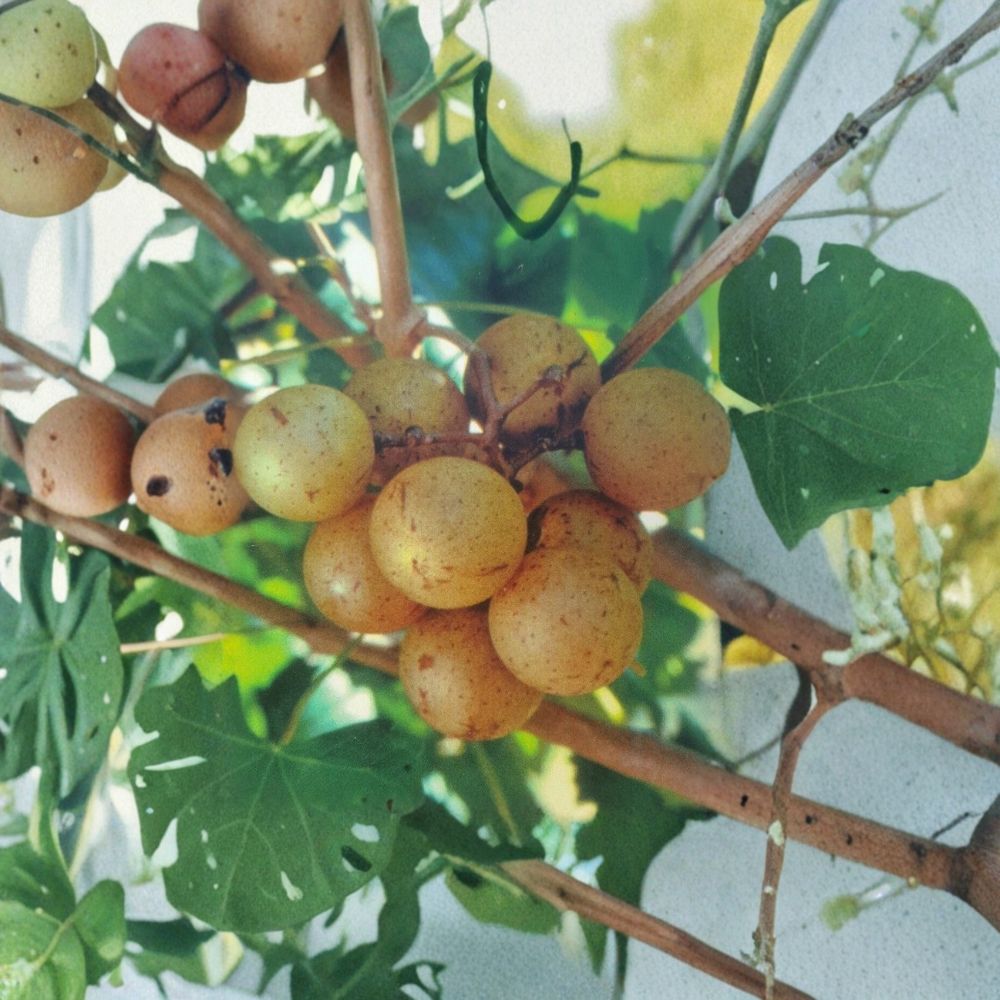 Light Scuppernong Muscadine Grape Vine – Vitis rotundifolia Live Plant | 4–6 Feet Tall | Bronze Muscadine Grapes