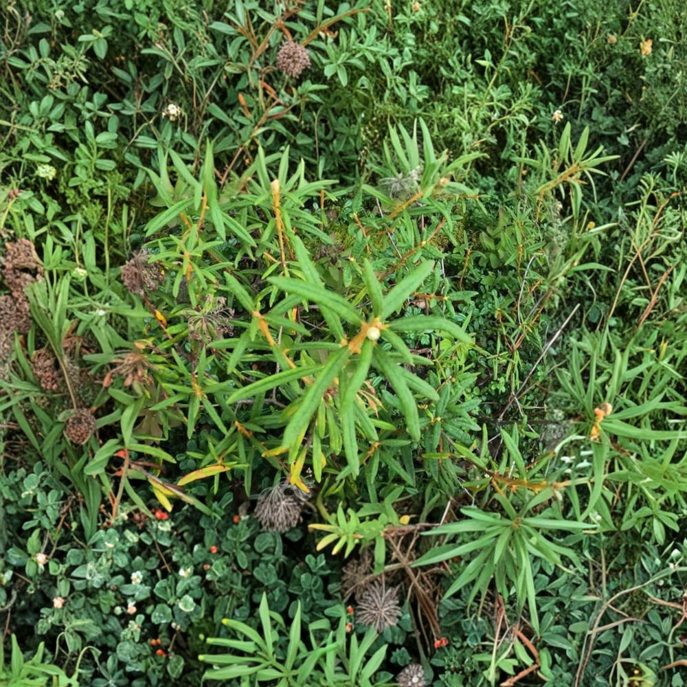 Labrador Tea Rhododendron groenlandicum Live Plant | Cold Hardy Native Shrub for Acidic Soils