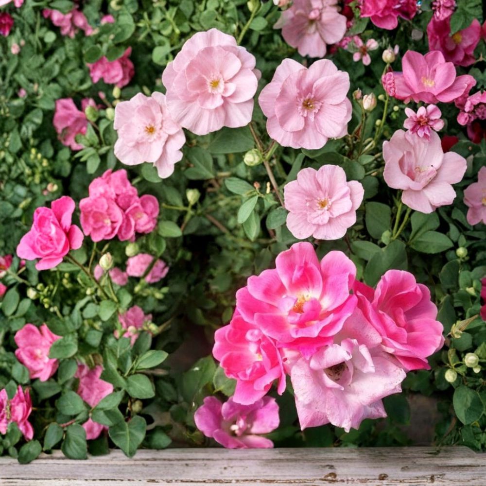 Pink Knock Out® Rose – Rosa 'RADcon' Live Shrub | 3 Gallon Medium Pink Flowering Rose Bush