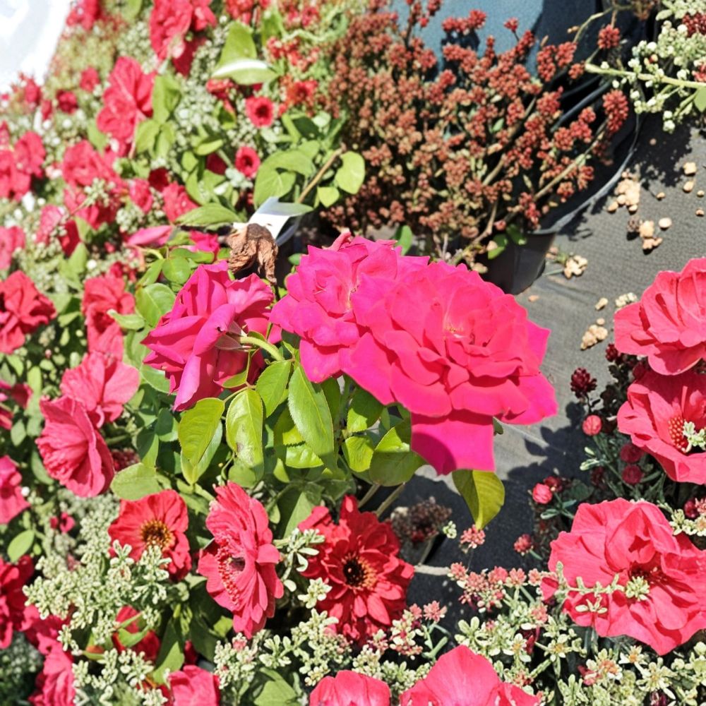 Voluptuous Deep Pink Hybrid Tea Rose Live Plant | 1 Gallon Bush with Large Deep Pink Blooms