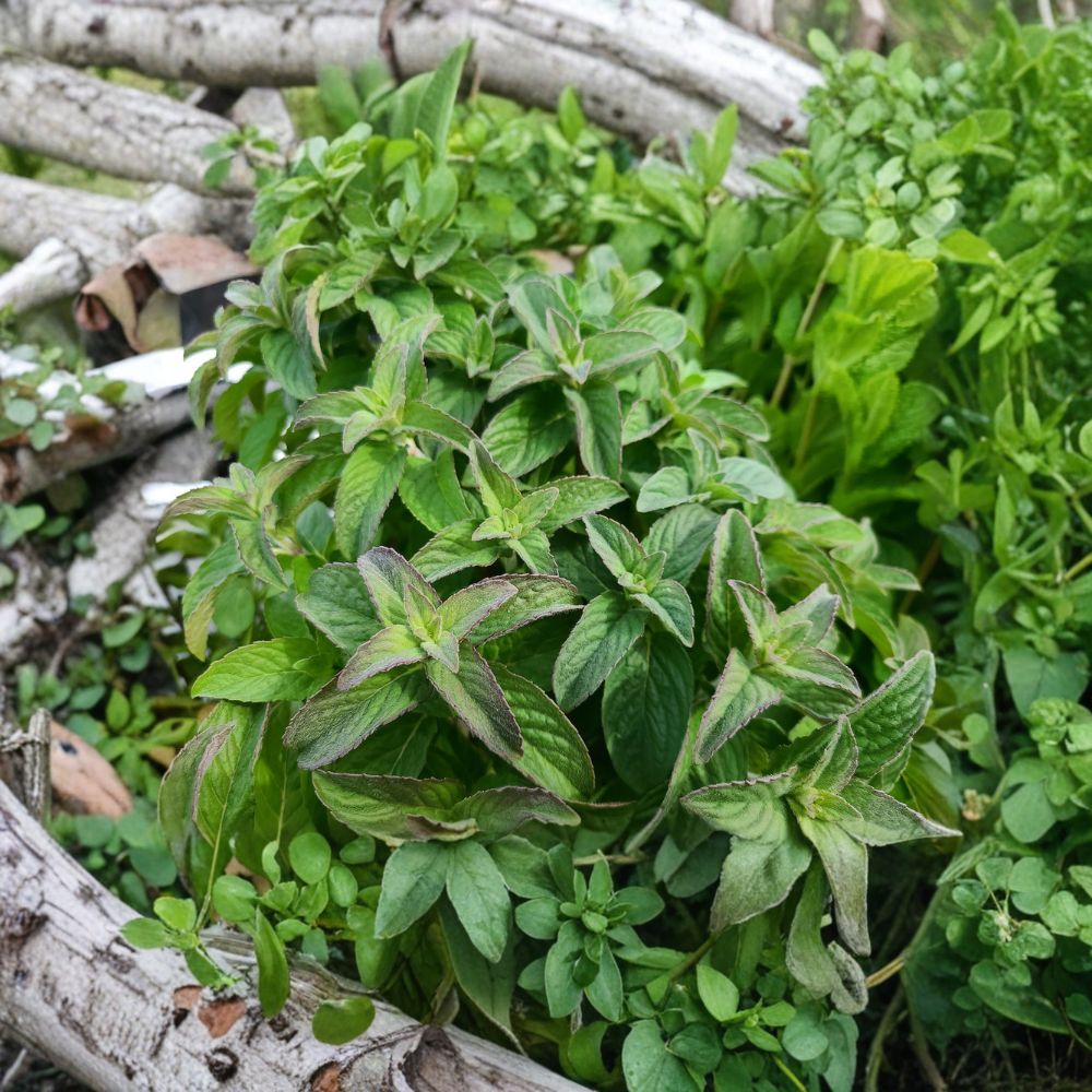 Hillary's Sweet Lemon Mint Cuttings – Mentha suaveolens x piperita f. citrata | 6 Organic Unrooted Culinary Herb Cuttings