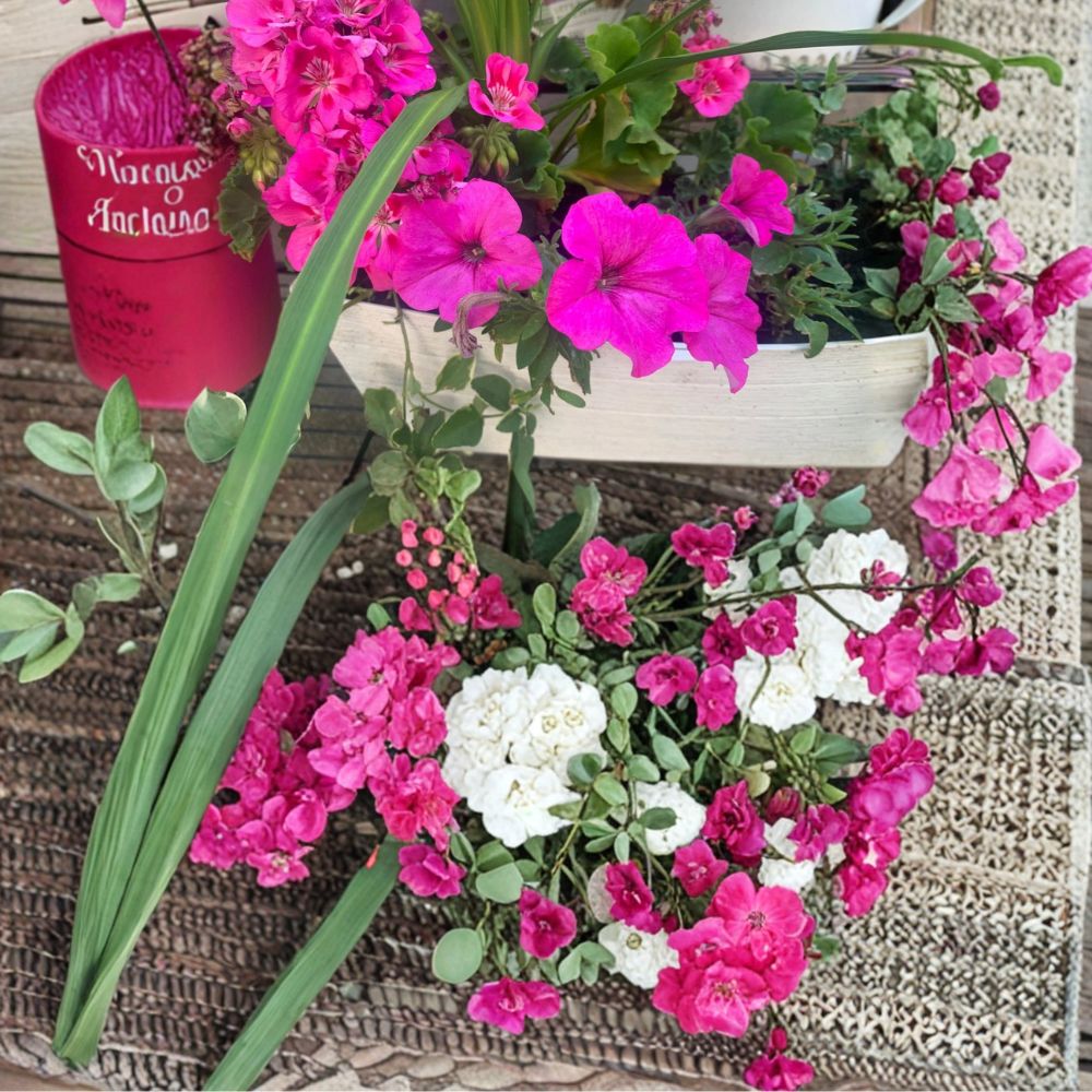 Rooted Pink Geranium & Petunia Plants in 6 Inch Pot or Basket | Bright Pink & Purple Blooms