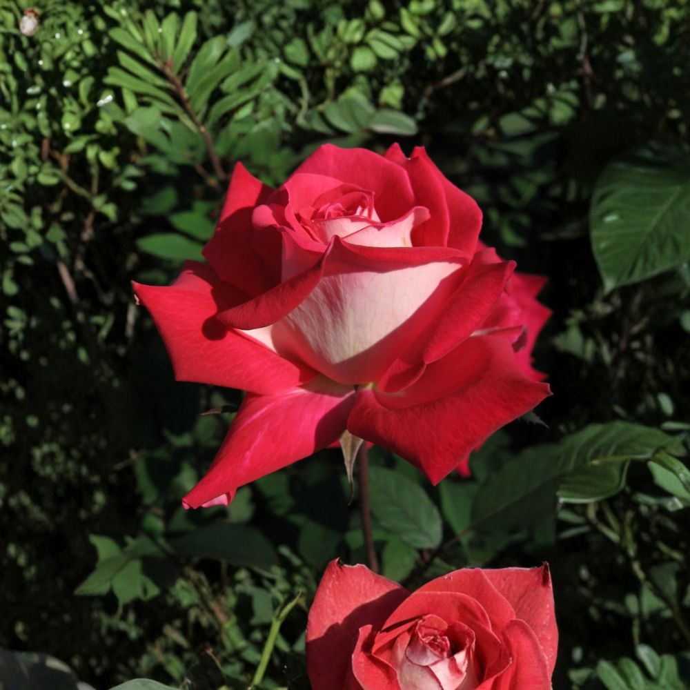 LOVE Grandiflora Rose – 3 Gallon Ruby Red & White Fragrant Rose Bush