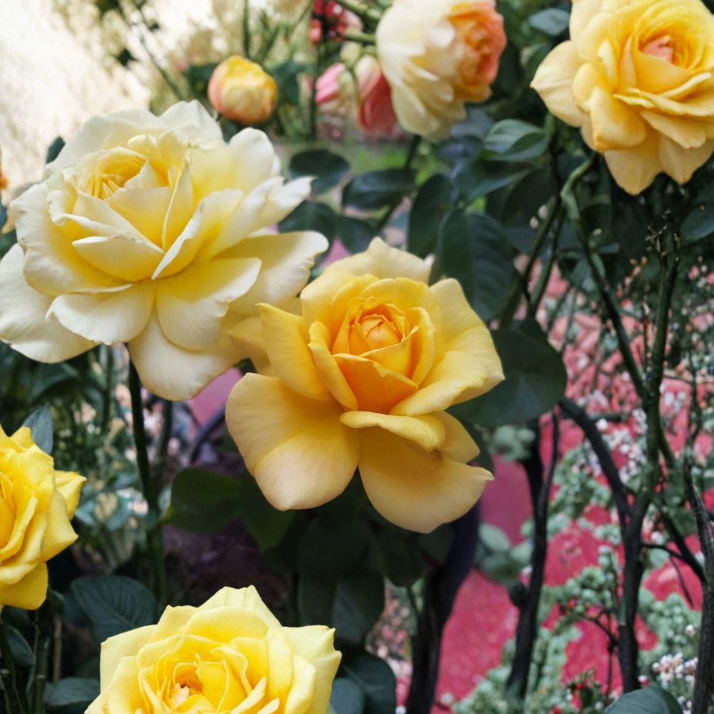 Sunsprite Floribunda Rose – 2 Gallon Deep Yellow Fragrant Rose Bush | Two-Year-Old Field Grown