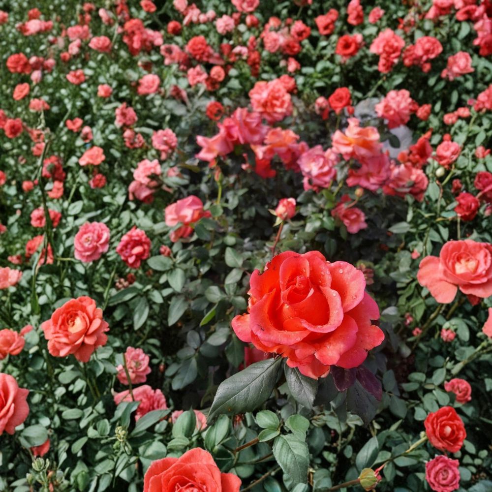 Ring of Fire Hybrid Tea Rose – 5 Gallon Live Rosa Hybrid Tea Bush