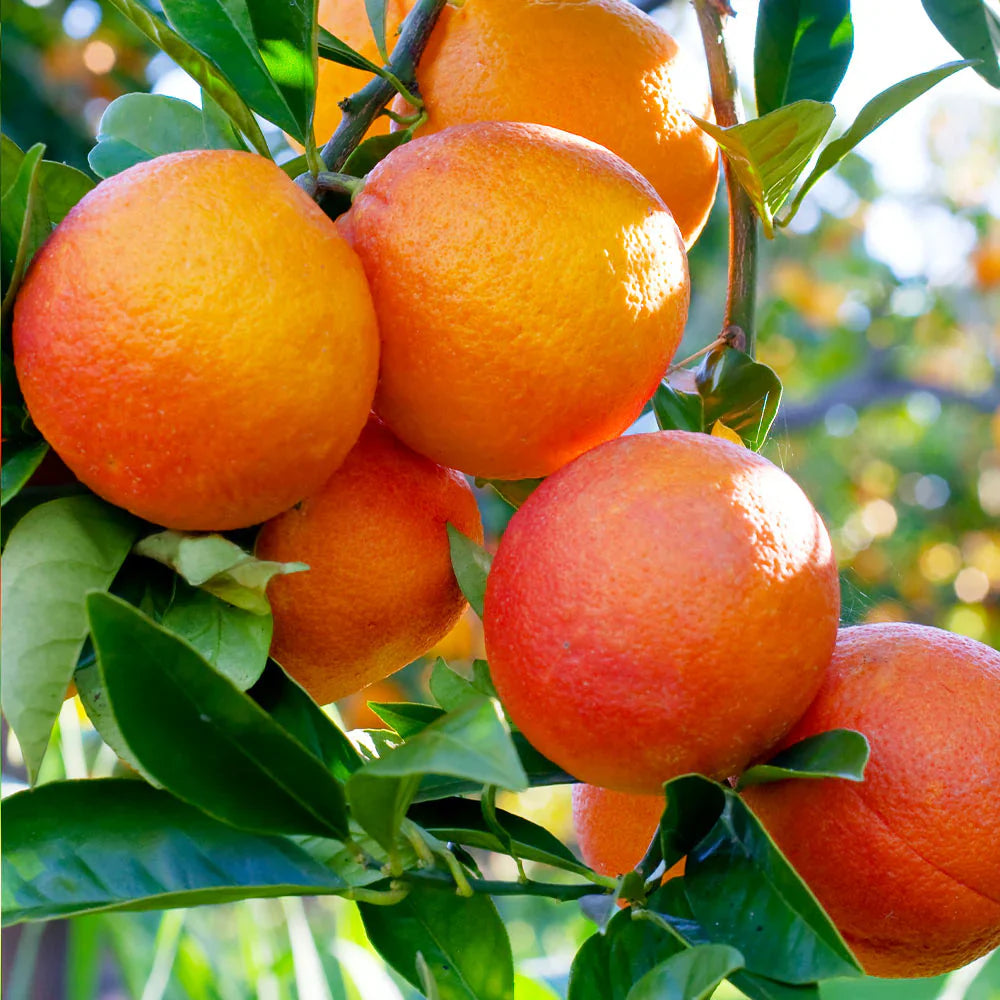 Blood Orange Cuttings (Citrus sinensis) 6โ8 Inch Unrooted โ For Rooting or Grafting, Organic Red-Flesh Citrus Scion