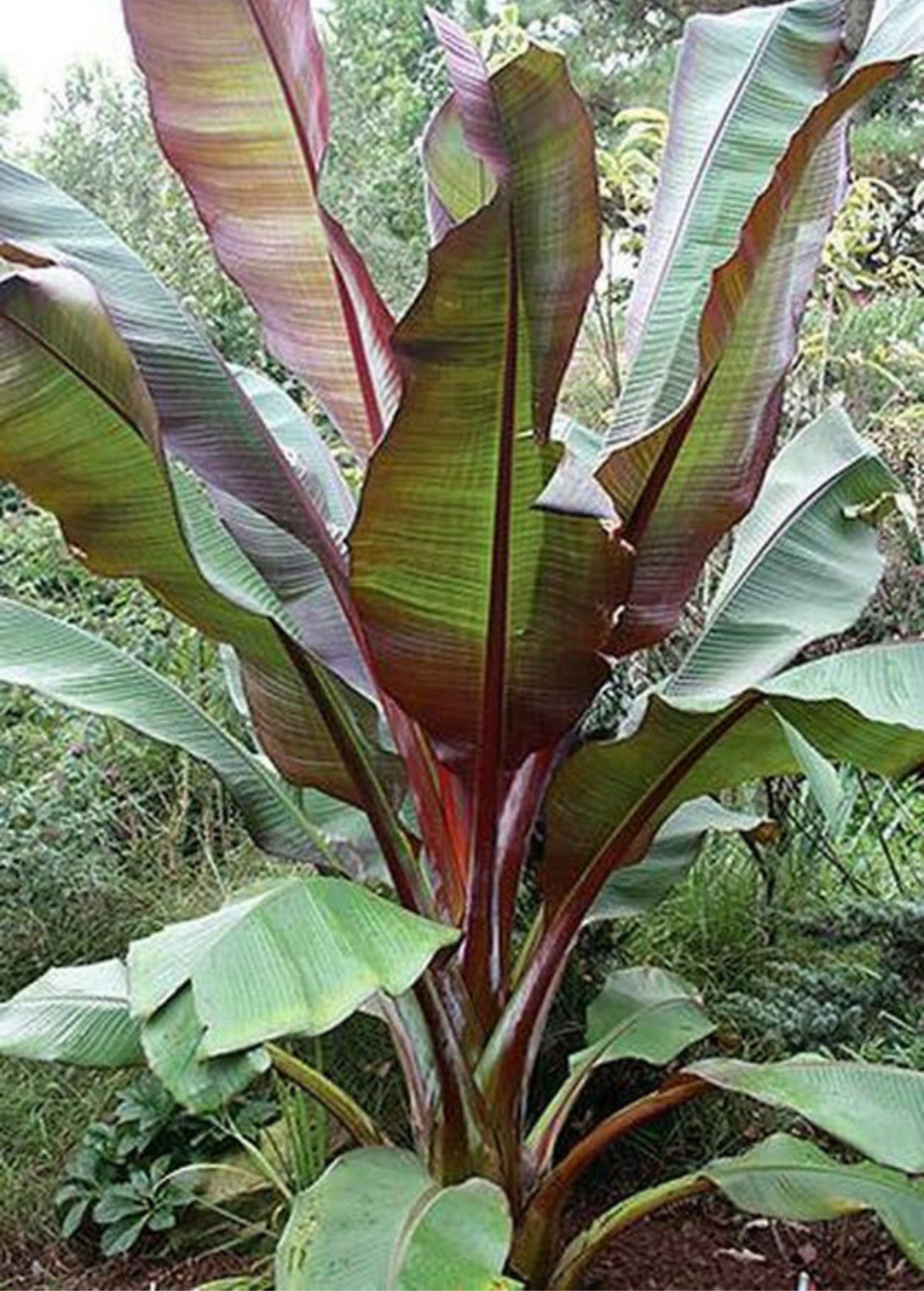 Banana Plant Siam Ruby Musa acuminata Tropical Ornamental Garden Indoor Outdoor
