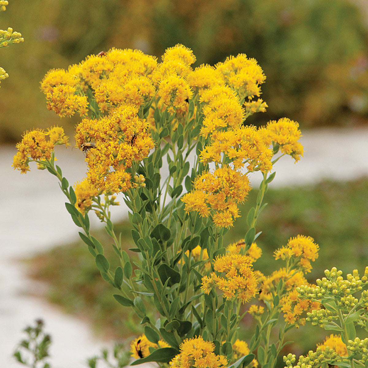 700 Oligoneuron rigidum Seeds | Stiff Goldenrod Native Perennial Wildflower for Bees & Pollinators