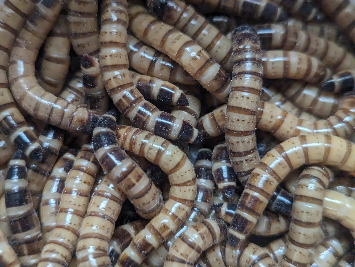 Live Organic Superworms