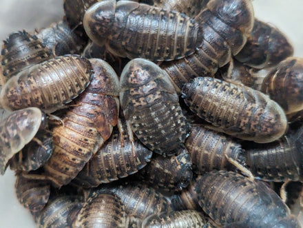 Reptile & Amphibian Food