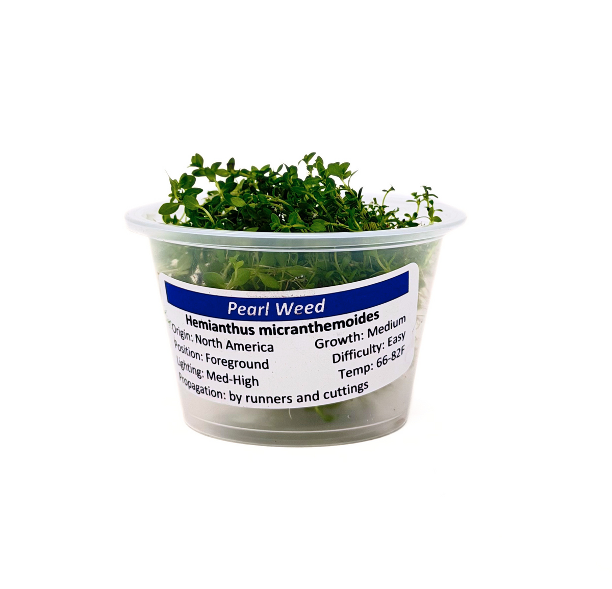 Pearlweed | Micranthemum Micranthemoides
