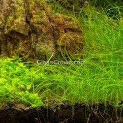 Dwarf Hairgrass (Eleocharis parvula)