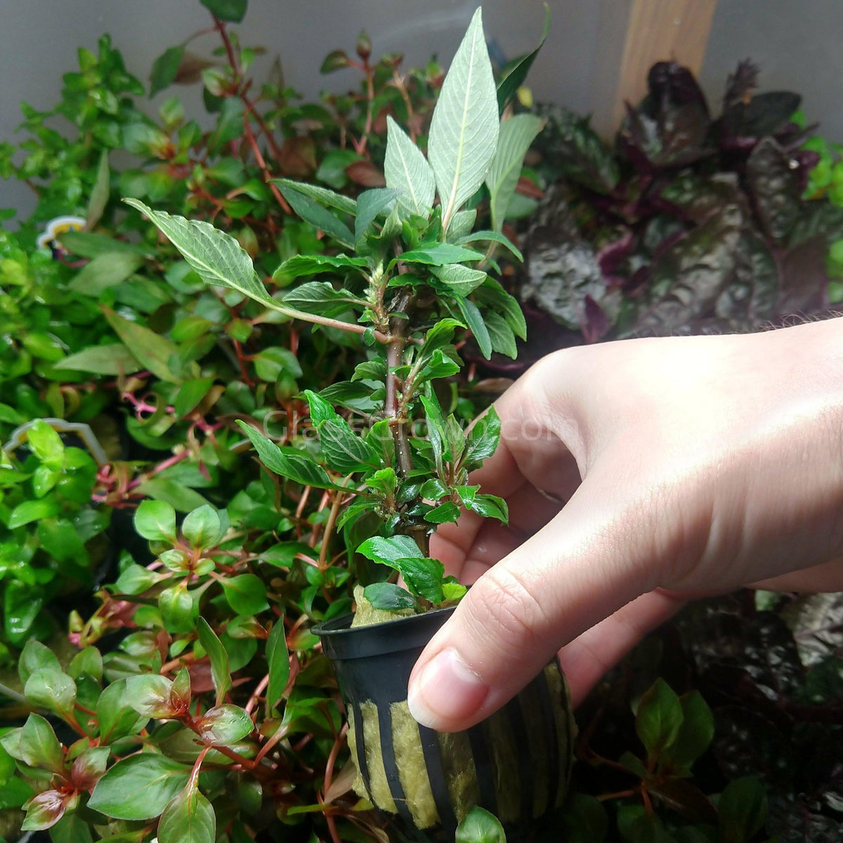 Hygro Corymbosa Compacta (Hygrophila Compacta)