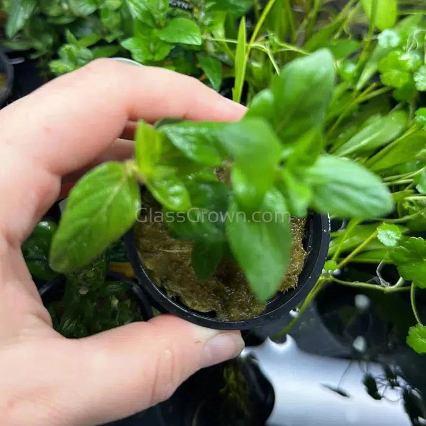 Staurogyne Repens