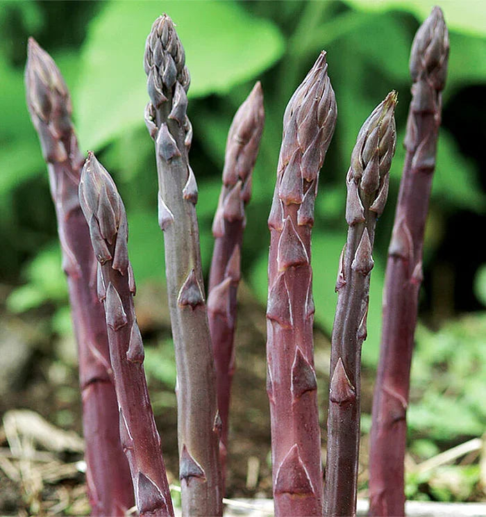Purple Passion Asparagus Crowns - 2-Year Bare Root Heirloom Variety for Perennial Vegetable Garden