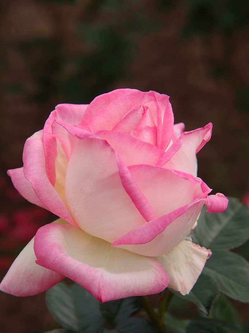 Grace de Monaco Hybrid Tea Rose Bush - Blush Pink Fragrant Flower - Bare Root Starter Plant