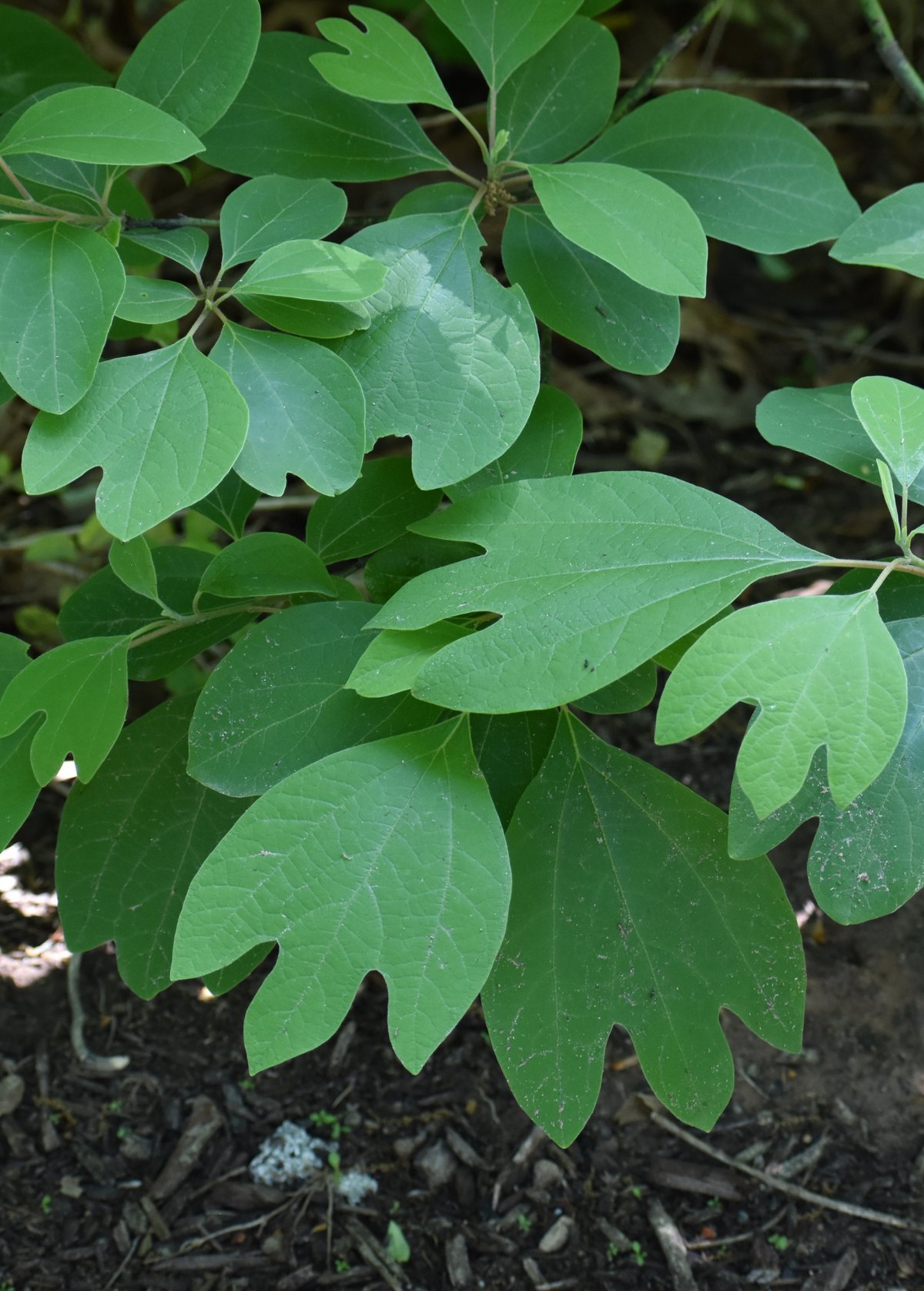 Sassafras albidum Herb Plant - Aromatic Leaves & Roots for Tea & Herbal Infusions, Native North American Tree