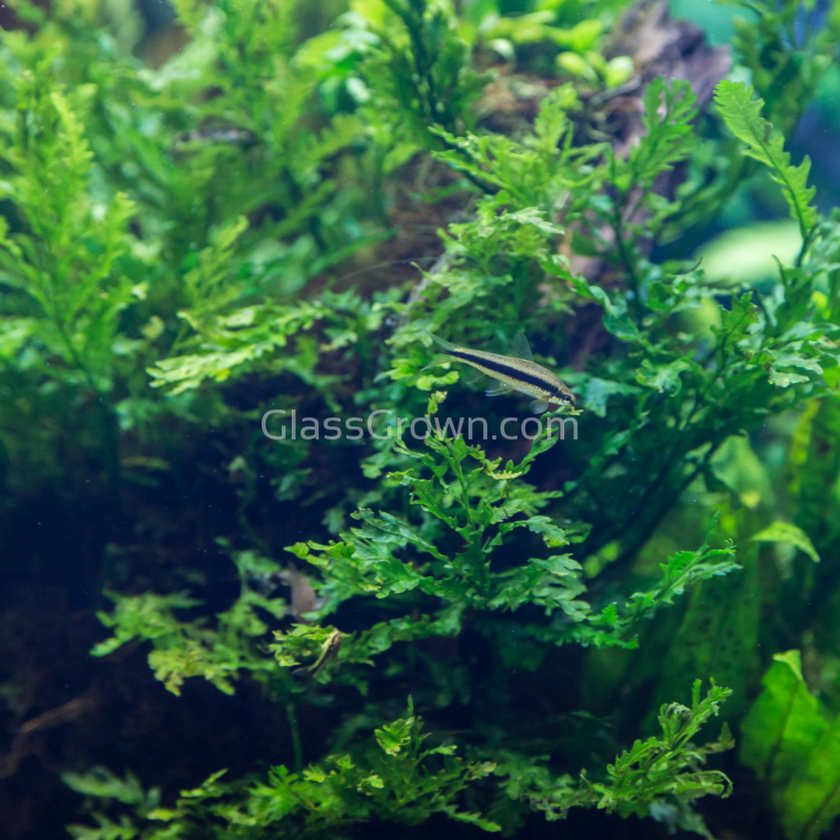 Potted Mini Bolbitis Heteroclita