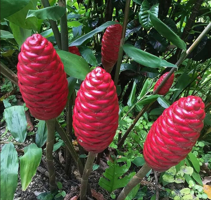 Ginger Shampoo Plant 6–8” Bareroot | Zingiber zerumbet | Awapuhi Root | Tropical Medicinal | Rare Edible Ornamental Ginger