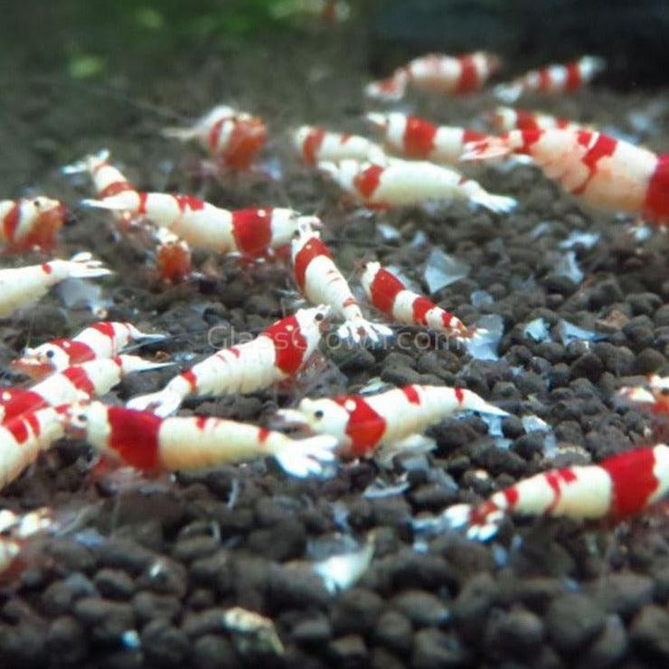 Shrimp Snowflake Treat