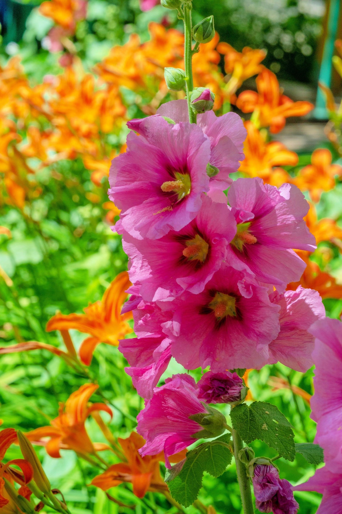 50 PINK CHECKERMALLOW Sidalcea Hendersonii Henderson's Checkerbloom Flower Seeds