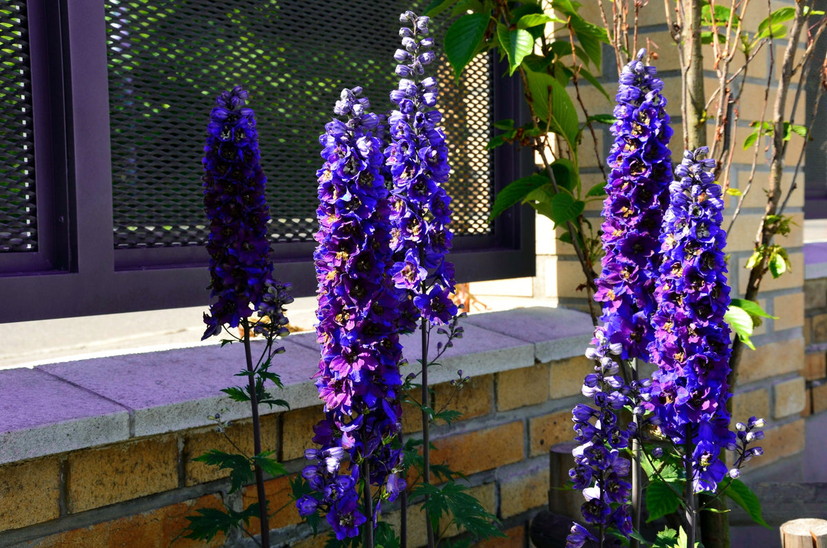 500 Purple ROCKET LARKSPUR DELPHINIUM Ajacis Consolida Flower Seeds