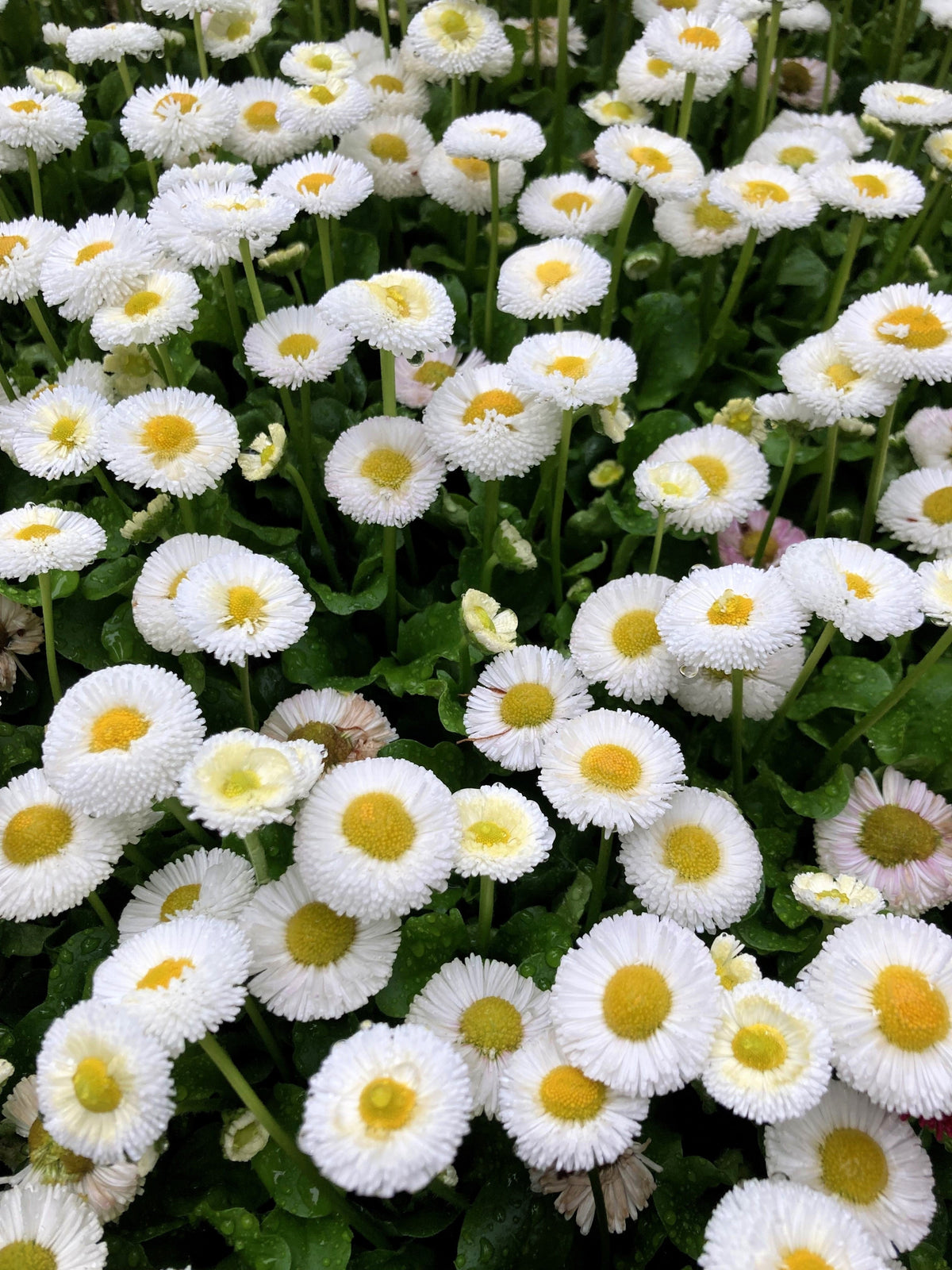 100 MIXED Colors ENGLISH DAISY Bellis Perennis Flower Seeds