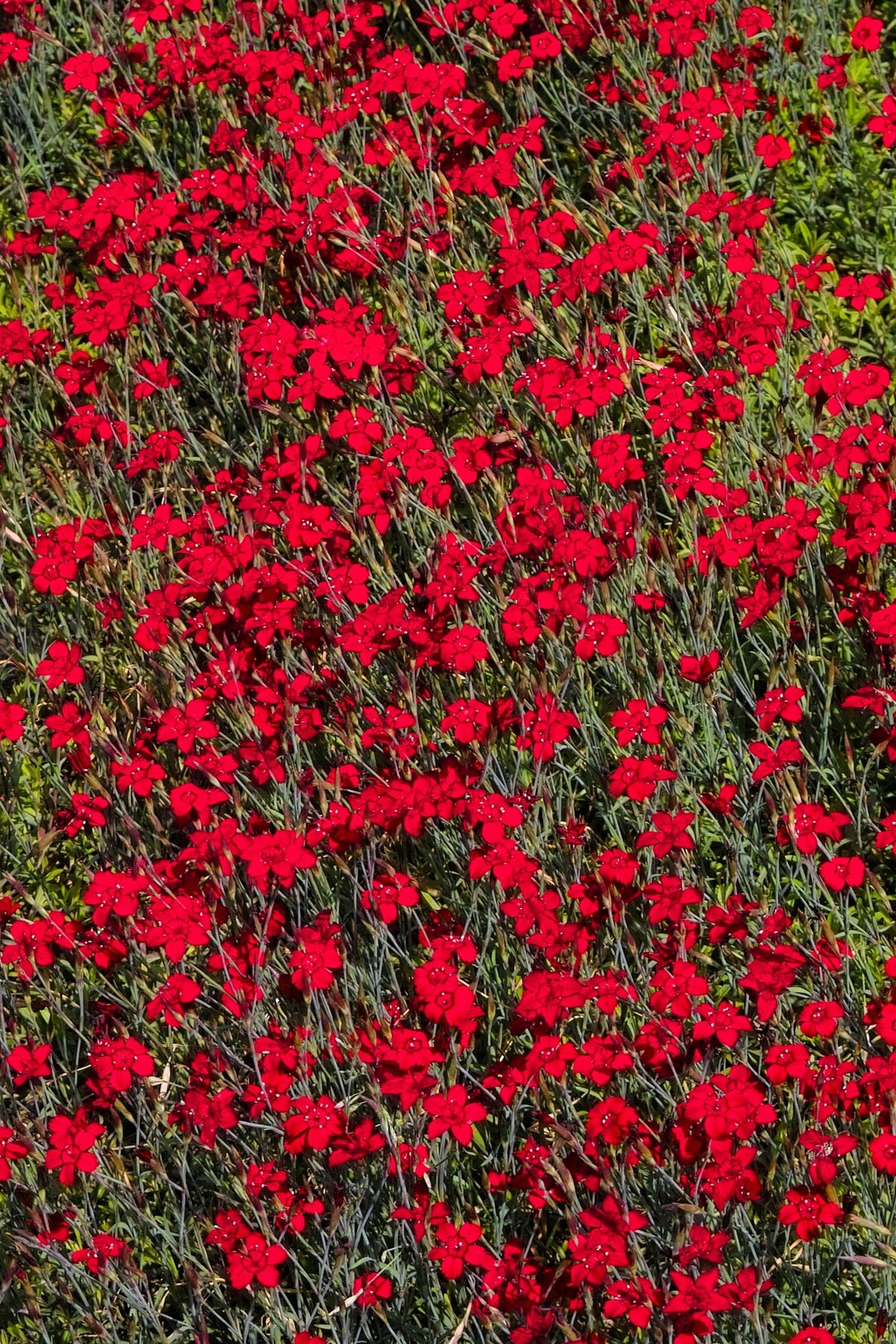 100 RED CARDINAL DIANTHUS Deltoides Flower Seeds