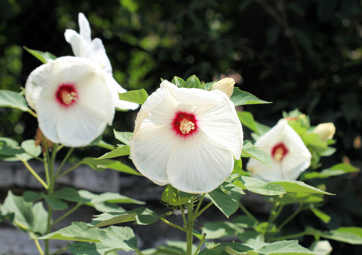25 Luna WHITE HARDY HIBISCUS Hibiscus Moscheutos Flower Seeds